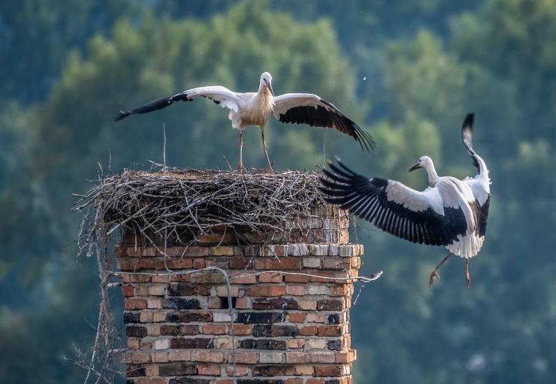 Professional Chimney Animal Removal Services in Woodland Hills, California
