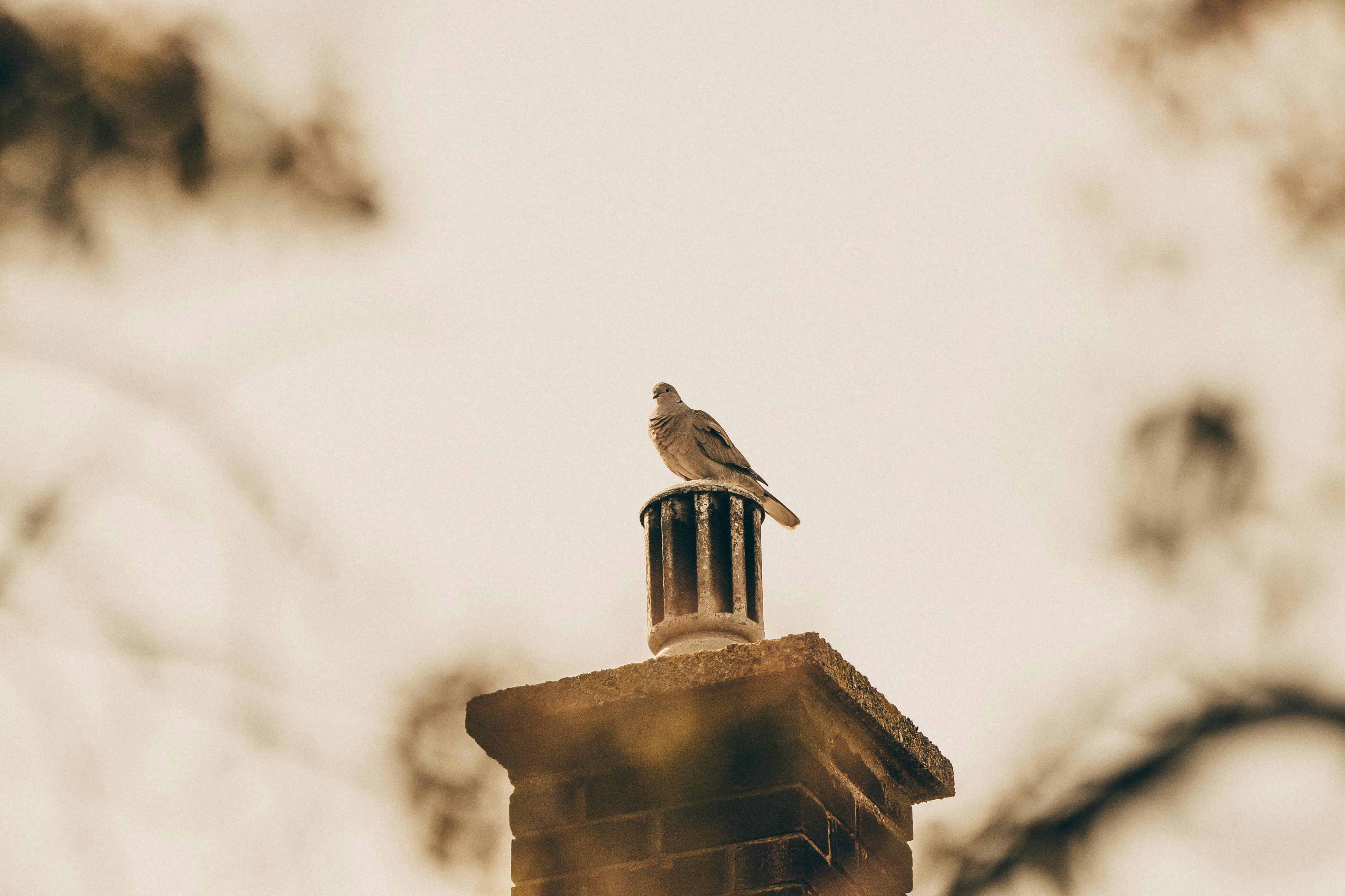 Expert Chimney Cap Installation in Woodland Hills, California